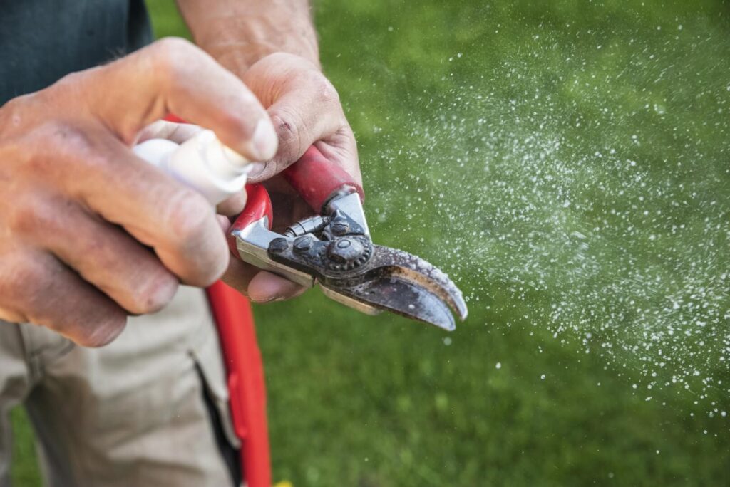 Jak czyścić i dezynfekować sekator